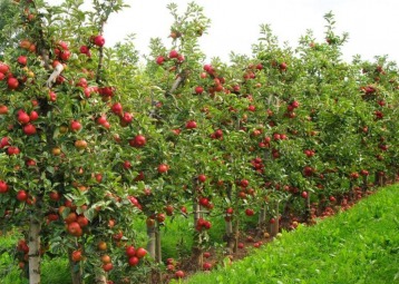 NW Hort Expo