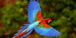 SOUTHEAST EXOTIC BIRD FAIR 2023, Southeast Exotic Bird Fair