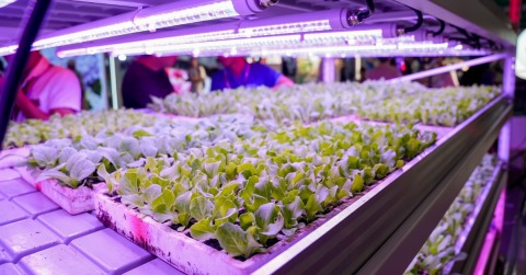 2024, The 23rd Kunming International Flower Expo of China & IFEX Kunming International Flowers & Plants Expo