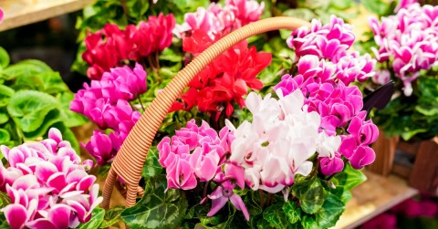 2024, The 23rd Kunming International Flower Expo of China & IFEX Kunming International Flowers & Plants Expo