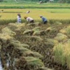 Agricultural Value Chain Finance