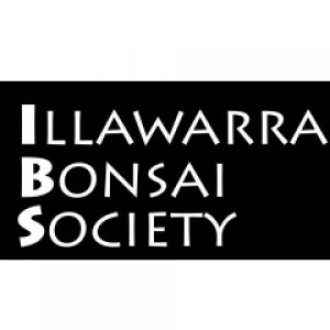 Annual Bonsai Show