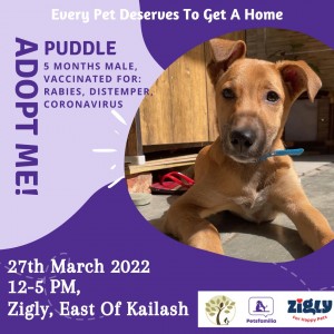 Pet Adoption Camp at Zigly