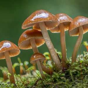 6th International Conference on Mycology and Mushrooms