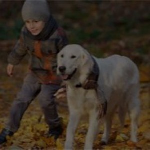 If You Own a Dog in Dover, This Free Online Dog Training Workshop is For You