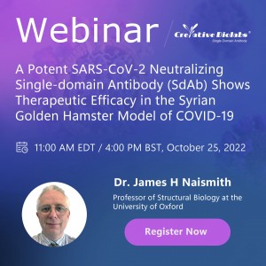 A Potent SARS-CoV-2 Neutralizing Single-domain Antibody (SdAb) Shows Therapeutic Efficacy in the Syrian Golden Hamster Model of COVID-19
