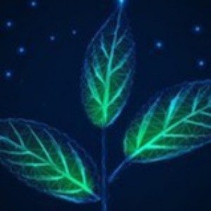 8th Edition of Global Congress on Plant Biology and Biotechnology (GPB 2024)