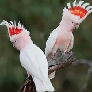 Southeast Exotic Bird Fair