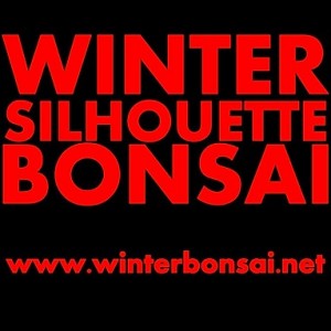 Winter Silhouette Bonsai Show