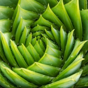 World Summit on Synthetic Biology and Plant Science