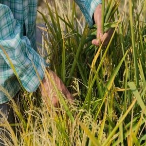 Climate Change and the Global Harvest