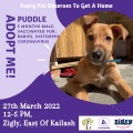 Pet Adoption Camp at Zigly