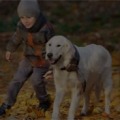 If You Own a Dog in Dover, This Free Online Dog Training Workshop is For You