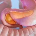 Innovations in Management of Pancreatic Conditions and Therapies: The Mayo Clinic IMPACT Course 2023