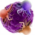 Tumour Models London 2023 - FREE TO ATTEND