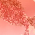 The Immunogenicity & Bioassay Summit