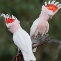 Southeast Exotic Bird Fair