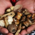 ™+27826623707 ™TRADITIONAL HEALER / SANGOMA/ SPIRITUAL HEALER  in Philipi, Cradock, Mqanduli, Mac lear, Psj, Komani, Kwamasu, Inanda, Bridge city, Mtubatuba, Newlands, Springfield, Chatsworth, hammersdale, Pmb, Tongaat, South africa
