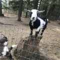 Managing Risk on Idaho Veteran Farms and Ranches Workshop
