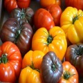 Heirloom Tomato Tasting with Larry Wagner