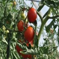 Tomato Sauce Preserving and Canning Workshop with Merrilee Olson at Gold Ridge Organic Farms