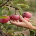 Caring for Your Fruit Trees | A Pruning Seminar with Paul Vossen