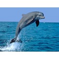 DOLPHIN PHARMACY INSTRUMENTS PVT. LTD.