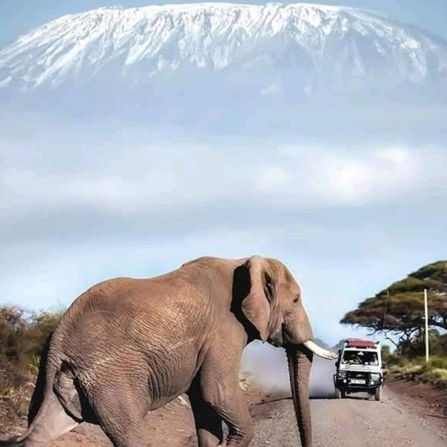 7 Days Kenya Safaris -  Nairobi, Amboseli, Lake Nakuru, Masai Mara