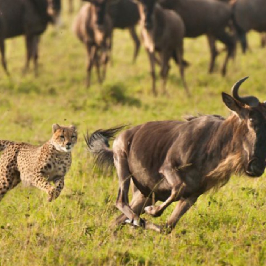 3 Days Kenya Safaris - Migration Experience  Masai Mara Game Reserve 