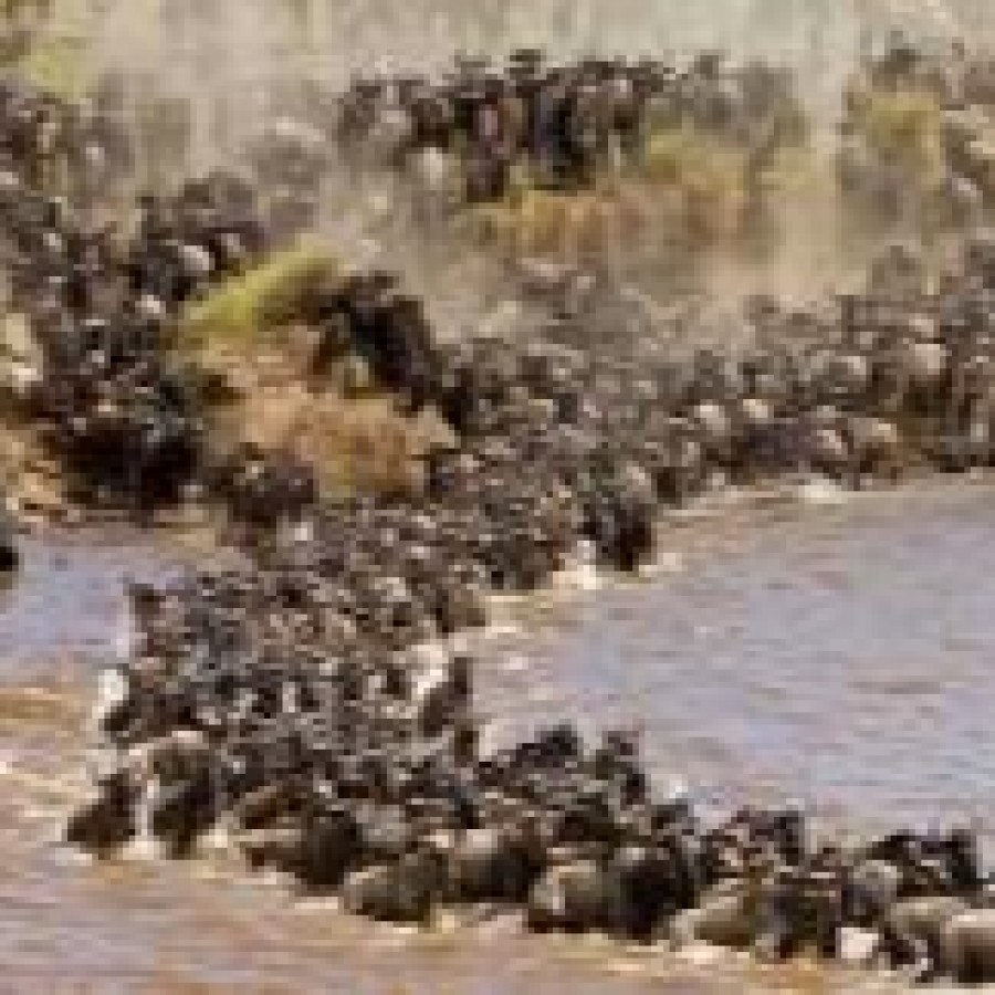 3 Days Kenya Safaris - Migration Experience  Masai Mara Game Reserve 