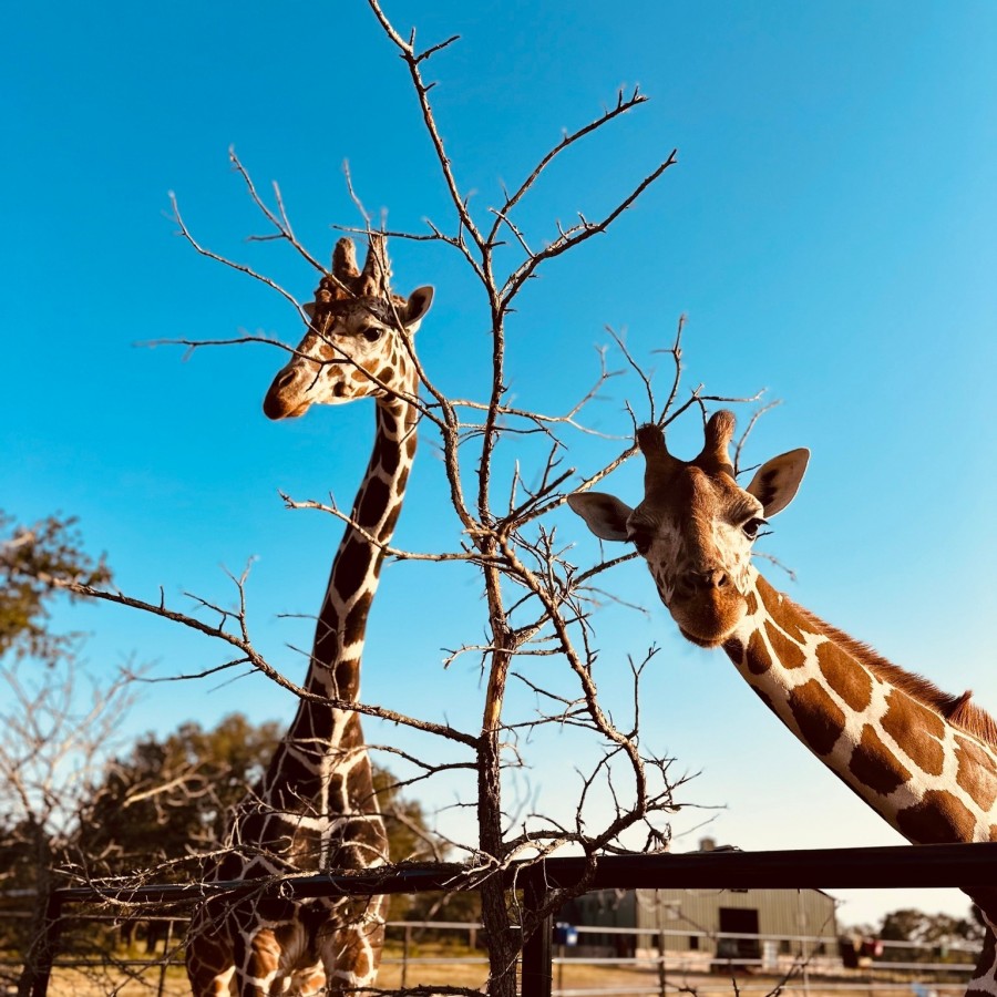 Artemis Ranch & Retreat