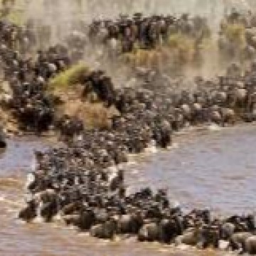 7 Days Kenya Safaris -  Nairobi, Amboseli, Lake Nakuru, Masai Mara