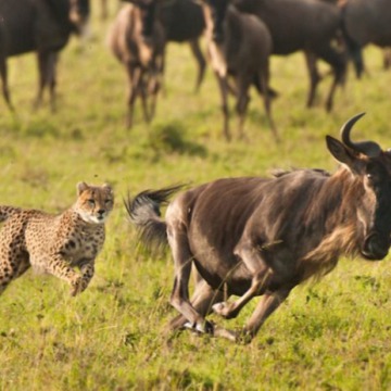3 Days Kenya Safaris - Migration Experience  Masai Mara Game Reserve 
