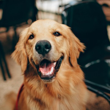 K9 Health & Conditioning Program