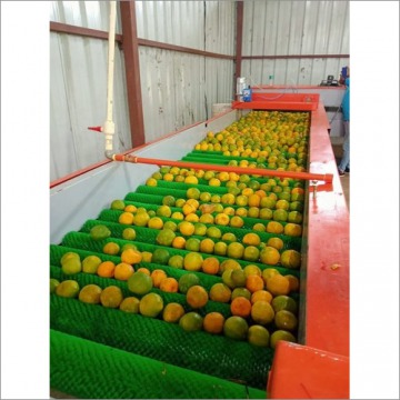 Orange Sorting Grading Machine
