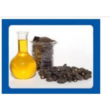 Organic Jatropha Seeds Oil