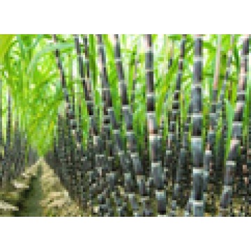 Sugar Machinery