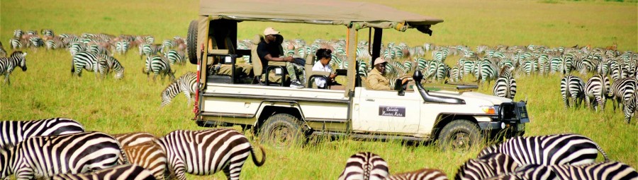 Zebra Plains Collection