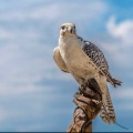Bird Control