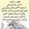 Rahmtallah Elhabib