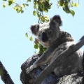 Toowoomba Wilderness Society